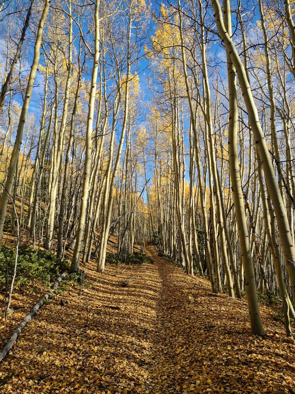 tree, plant, land, forest, sunlight, natural environment, tranquility, beauty in nature, nature, leaf, autumn, no people, tranquil scene, woodland, the way forward, non-urban scene, growth, scenics - nature, day, tree trunk, trunk, sky, branch, landscape, grove, outdoors, environment, idyllic, diminishing perspective, low angle view, footpath, wood, abundance, remote, wilderness