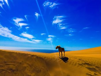 Dog on sand dune against blue sky