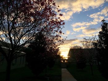 Trees against sky at sunset