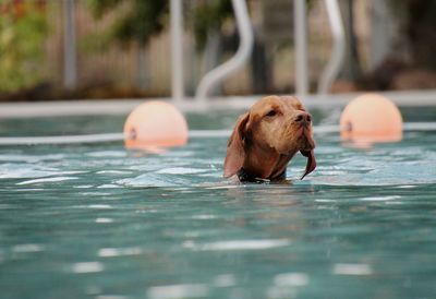 swimming