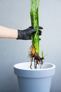 Close-up of hand holding potted plant against white background