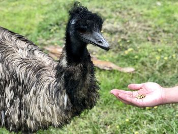 Ostrich in adelaide trip 2018