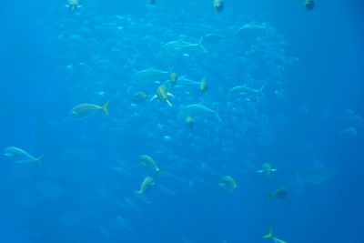 Underwater view of fish swimming in sea