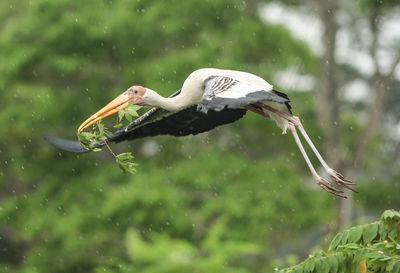 Bird flying against plants during rainy season