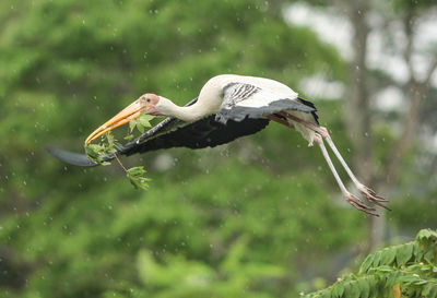 Bird in a water
