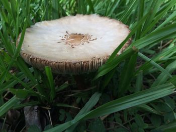 Close-up of mushroom growing on field