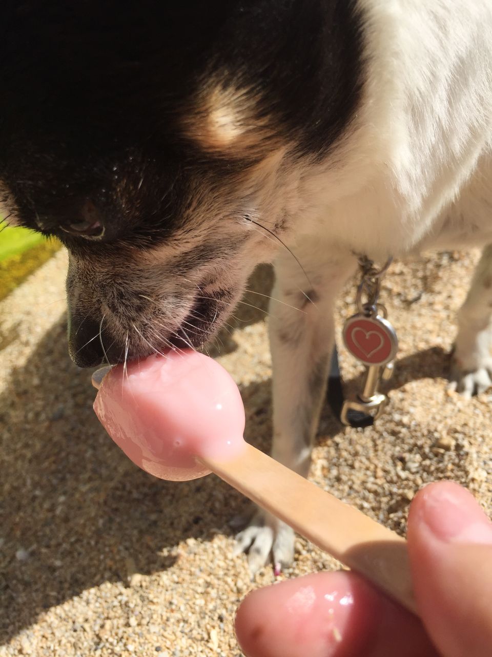 person, holding, part of, cropped, pets, personal perspective, unrecognizable person, lifestyles, close-up, mammal, leisure activity, day, outdoors, focus on foreground