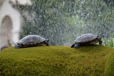 Side view of turtles on grass