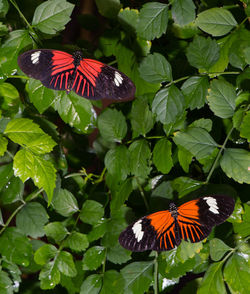 Butterfly pollinating on flower