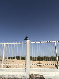 Low angle view of bird perching against clear blue sky