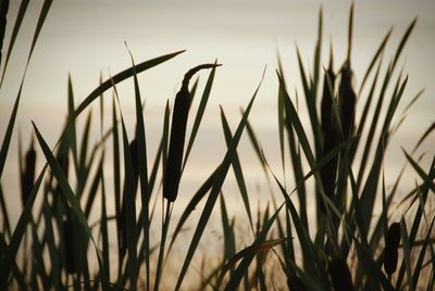 Close-up of wheat growing on field