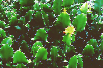 Full frame shot of flowering plants