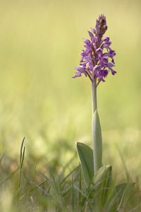 Close-up of purple flowering plant on field