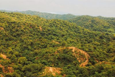 Scenic view of forest against sky