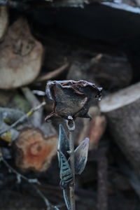 Close-up of animal skull on field