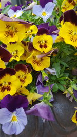 Close-up of yellow flowering plant