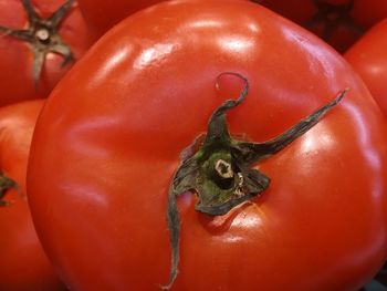 High angle view of tomatoes