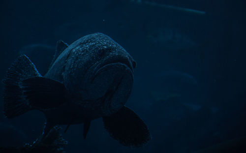 Close-up of fish swimming in sea