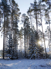 Trees in forest during winter