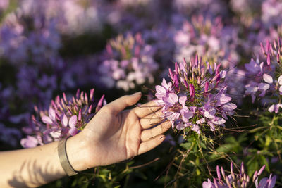 Cropped hand of woman holding flowers