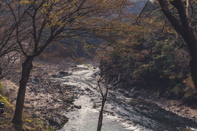 Bare trees in forest