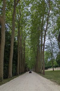 Rear view of man walking in park