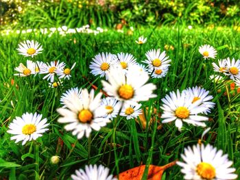 Close-up of daisy flowers blooming in field