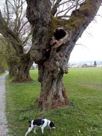 Dog on tree trunk