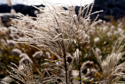 frost