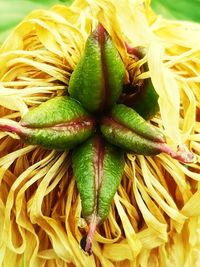 Close-up of yellow flowering plant