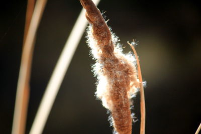 Close-up of flower plant