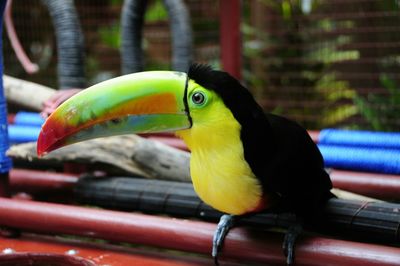 Close-up of keel-billed toucan perching on wood