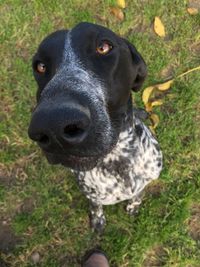 Close-up portrait of dog on field