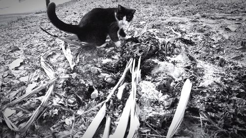 Close-up of horse feeding