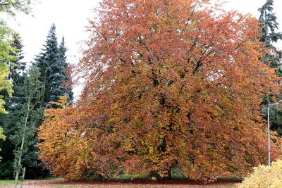 Trees and plants in forest during autumn