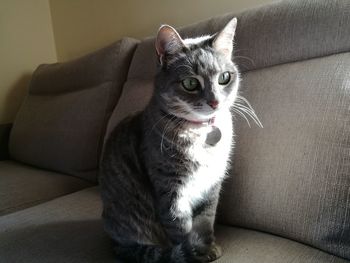 Close-up portrait of cat on sofa