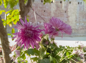 Close-up of pink flowers blooming outdoors