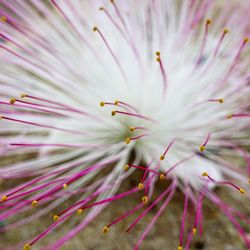 Close-up of fresh pink flower