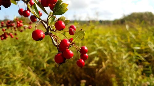 Close-up of red berries growing on tree