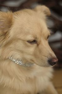 Close-up of dog looking away