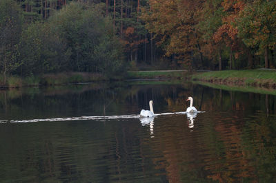 Swans swimming in lake