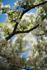 Close-up of cherry blossoms