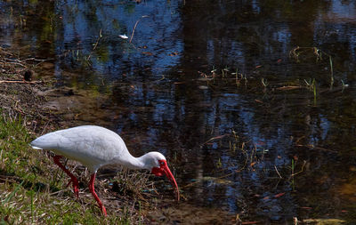 View of a bird in the forest