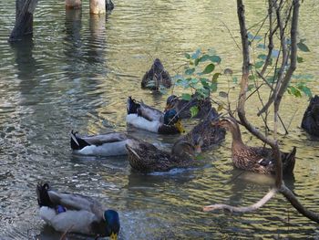 Ducks swimming on lake