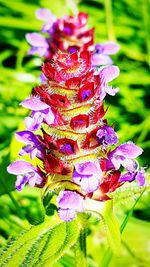 Close-up of purple flowers blooming outdoors