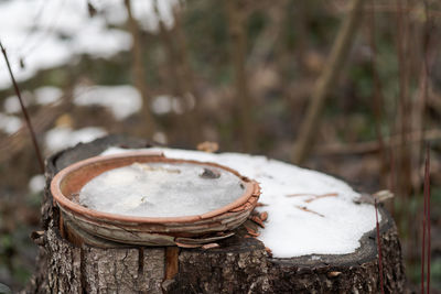 Close-up of old rusty metal on tree trunk