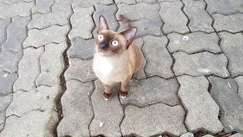 High angle view of cat on footpath