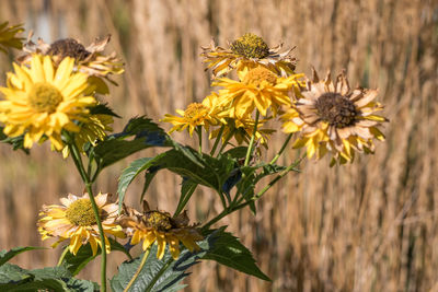 Close-up of insect on yellow flower