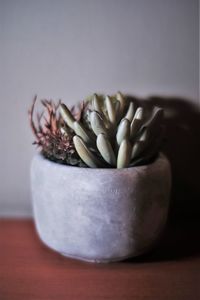 Close-up of potted plant on table