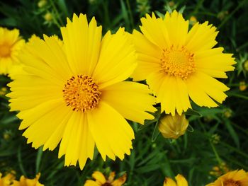 Close-up of yellow flower